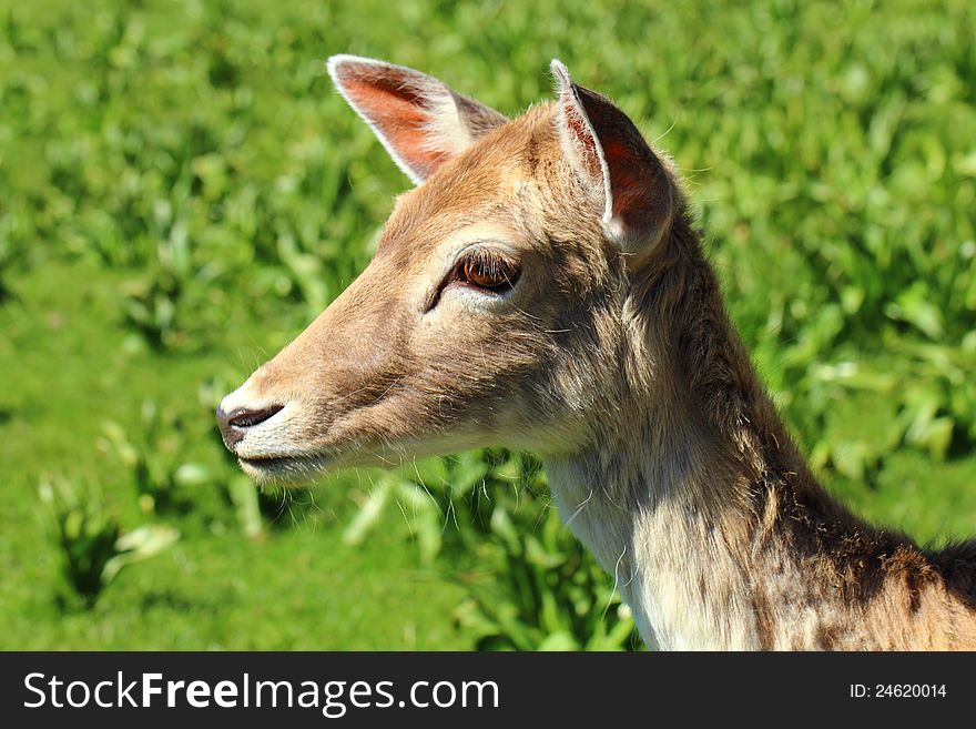 Closeup of a young deer in the nature