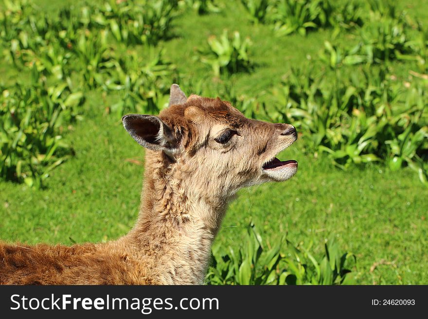 Closeup of a baby deer in the nature