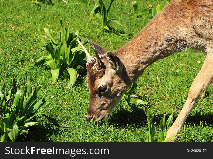 Closeup of a young deer in the nature