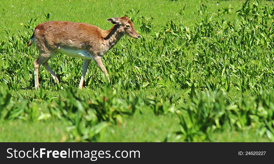 Beautiful young deer in the nature