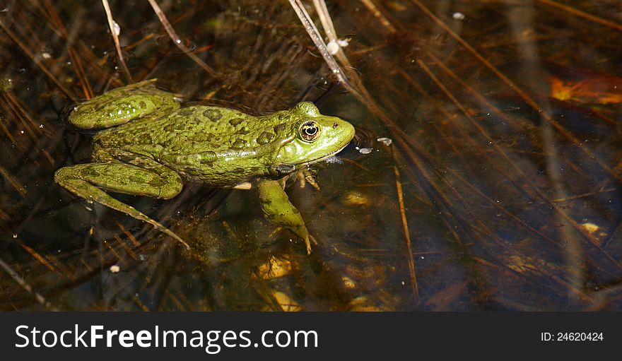 Green frog an a lake