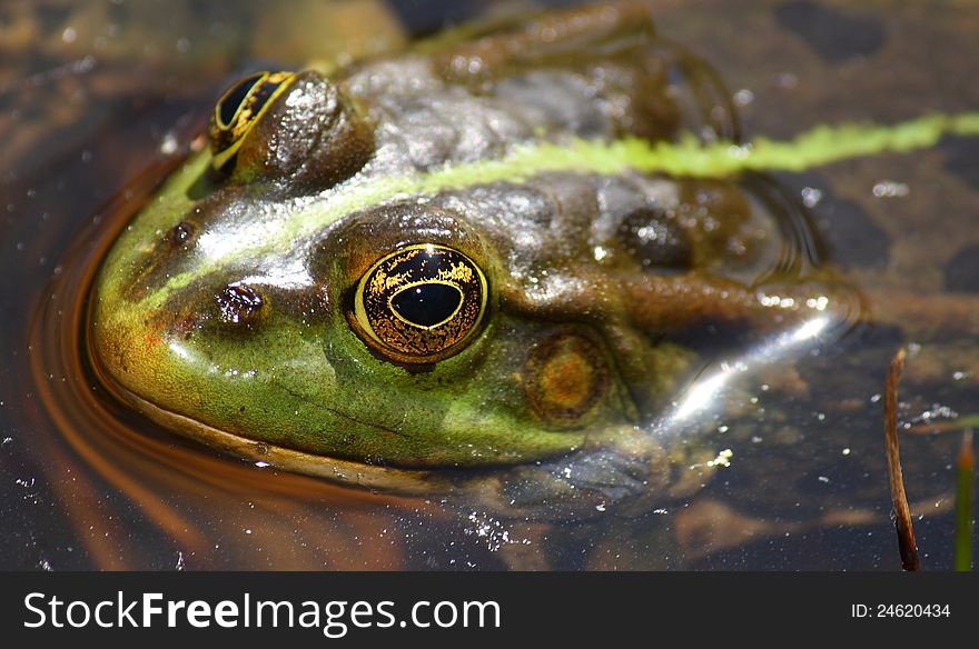 Closeup of a frog in a lake