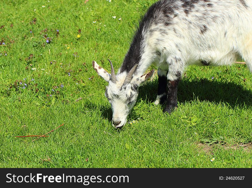 Black and white goat in the nature