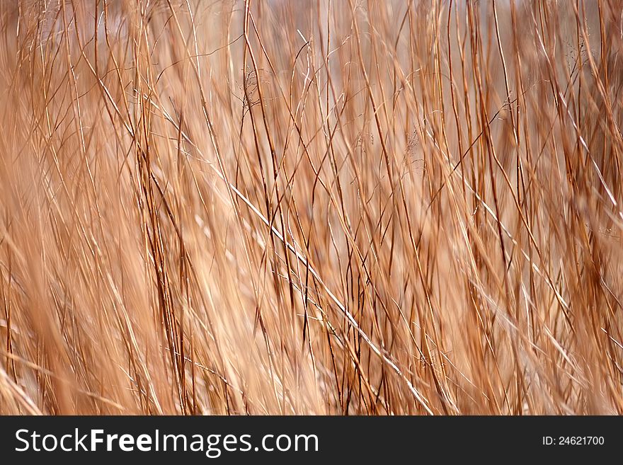 Background a structure - a dry grass
Abstract background.