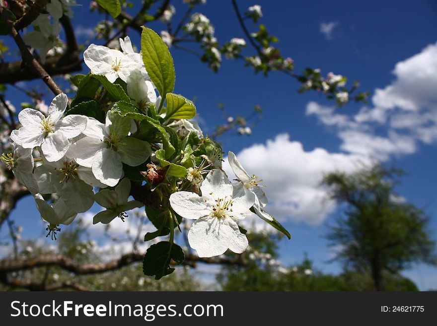 Apple tree flowers