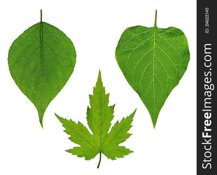 Collage of three leaves on a white background