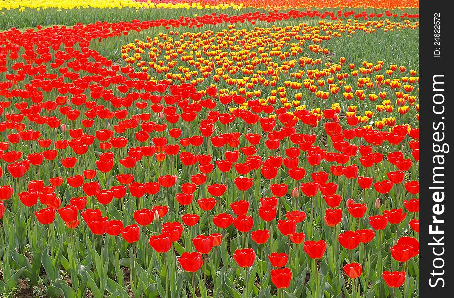 A lot of red and yellow tulips, with arc to grow in the park, in May 2012 in shaanxi shooting. A lot of red and yellow tulips, with arc to grow in the park, in May 2012 in shaanxi shooting.