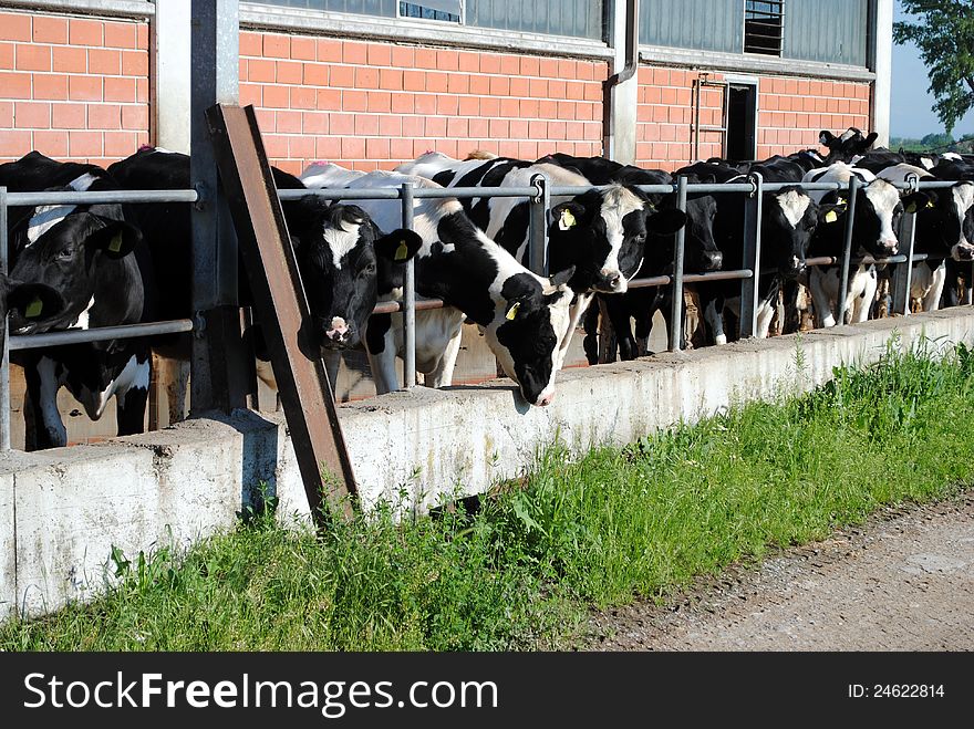 Black and white cows close to a cowshed