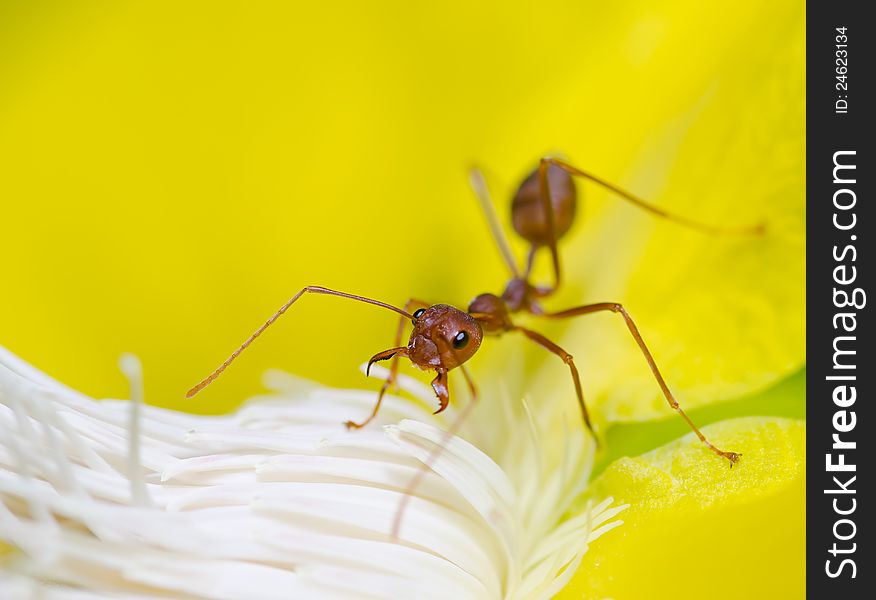 Macro Of Ant