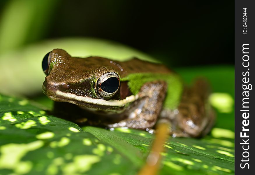 Frog Close Up