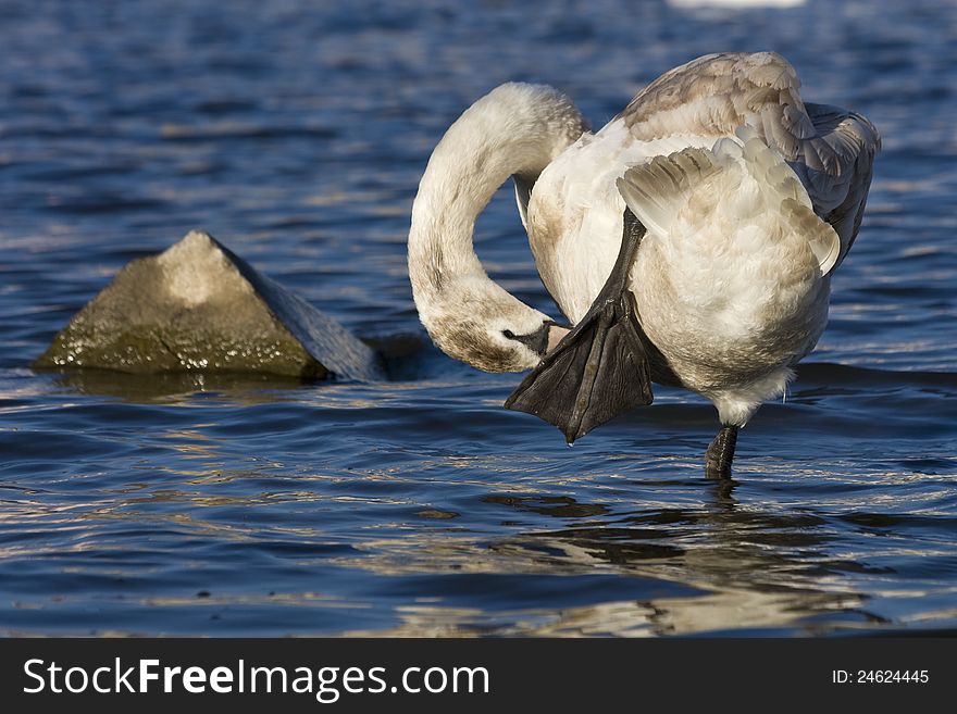 Swan feathers to clean, swan standing on one leg in the water, swan on a sunny day in the river. Swan feathers to clean, swan standing on one leg in the water, swan on a sunny day in the river