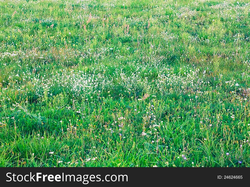 Grass and bright flowers on a meadow in the spring. Grass and bright flowers on a meadow in the spring.