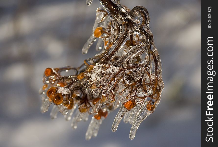 Frozen Berries