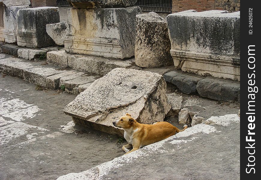 A feral Dog lies down in the ancient ruined streets of Pompeii. A feral Dog lies down in the ancient ruined streets of Pompeii