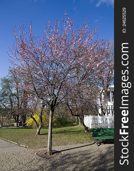 Blossoming sakura in the spring sunny day