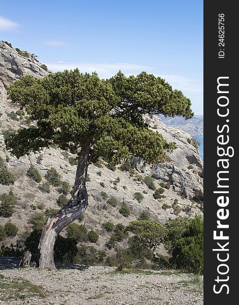 Evergreen pine tree in Crimean mountains. Evergreen pine tree in Crimean mountains