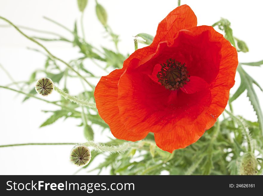 Background with closeup of poppy over white