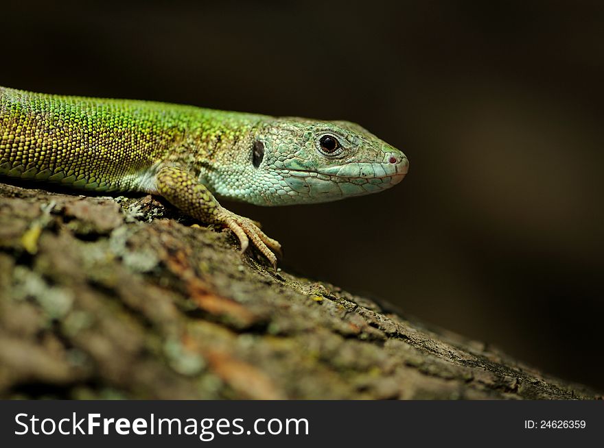 Lizard On A Peace Of Wood