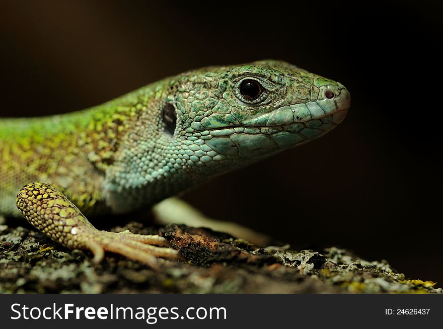 This is a portrait of a western green lizard. This is a portrait of a western green lizard.