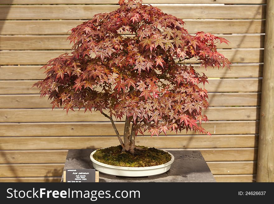 Acer palmatum bonsai