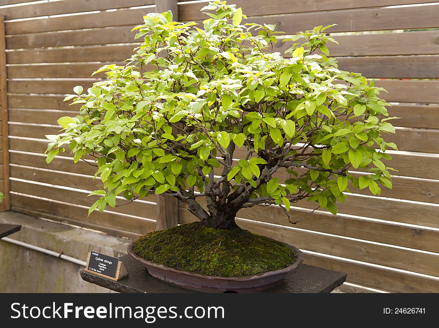Bonsai commonly called quince cydonia oblonga