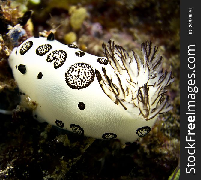 Nudibranch, Slug at the bottom