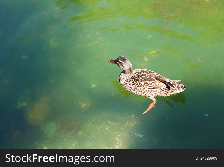 Duck is swimming in the green pond in the park