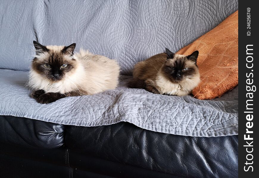 Two cats on a sofa