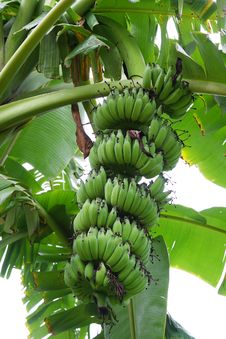 Bananas On A Tree. Stock Photos Bananas On A Tree. Stock Photos