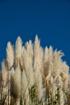 Gynerium - Contrasts In The Blue Sky Stock Photography Gynerium - Contrasts In The Blue Sky Stock Photography