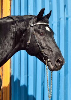Portrait Of Beautiful Black Horse Royalty Free Stock Image