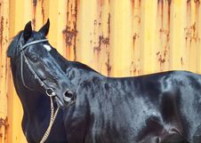 Beautiful Black Horse At Yellow Metal Background Royalty Free Stock Photography