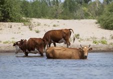 Cows At A Riverbank Stock Photo Cows At A Riverbank Stock Photo