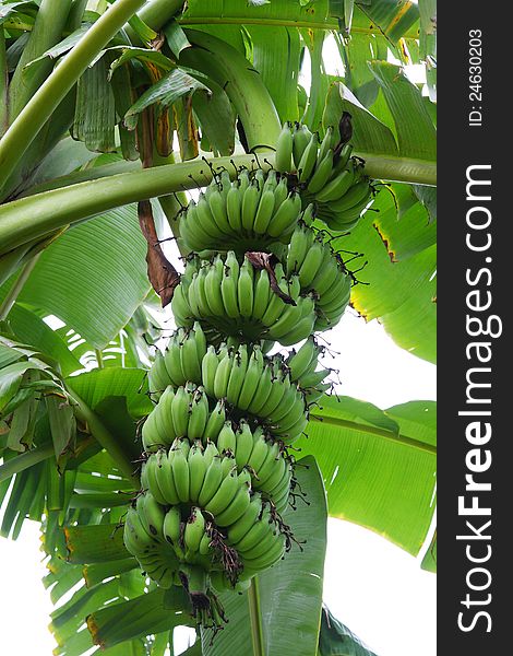 Bananas on a tree in the Banana plantations. Bananas on a tree in the Banana plantations.
