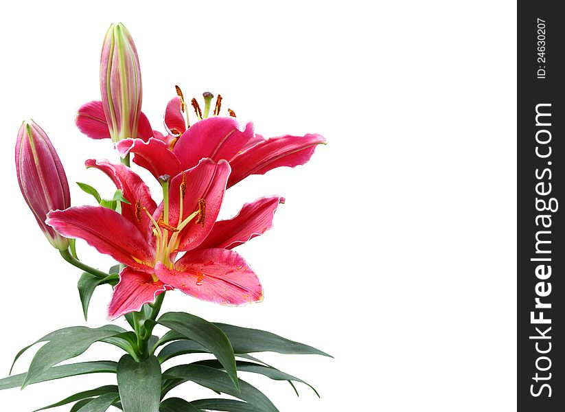 Beautiful Lily flowers. isolate on white background.