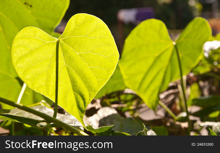 The Green leaf as heart