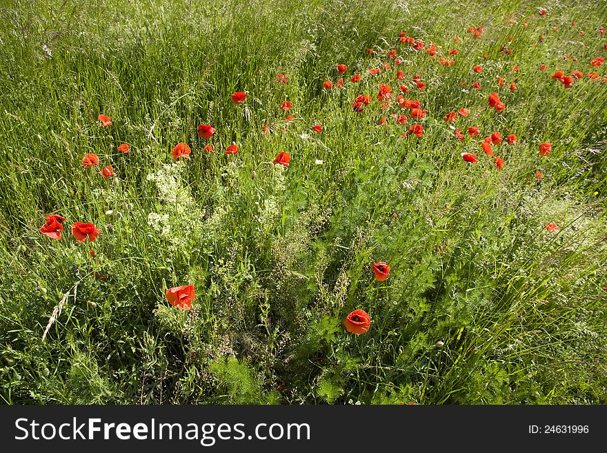 Poppies in green grass on a sunny day. Poppies in green grass on a sunny day