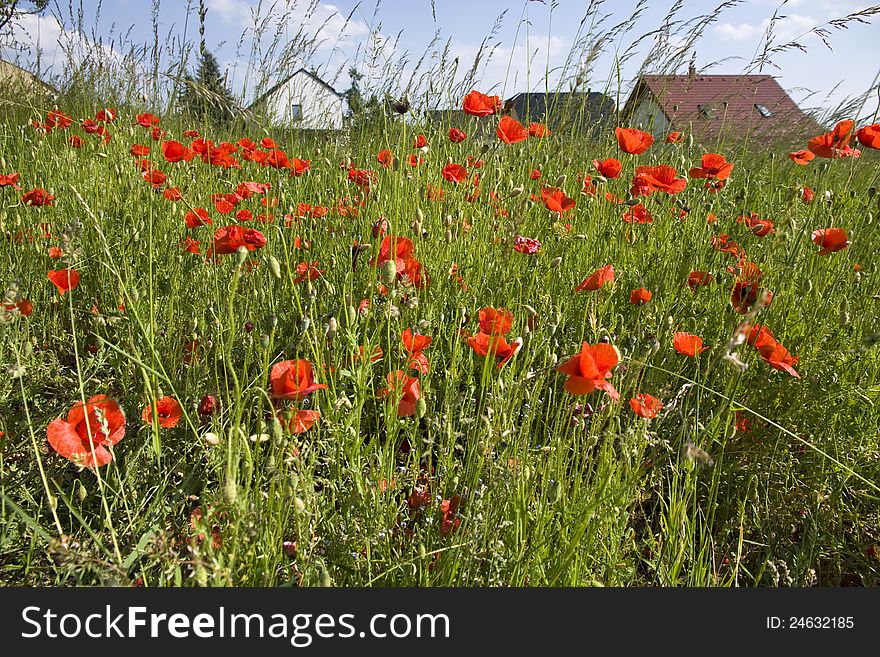 Green meadow with poppies on the edge of town. Green meadow with poppies on the edge of town