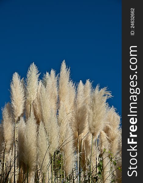 Gynerium, pampas grass on bright blue sky background. Gynerium, pampas grass on bright blue sky background