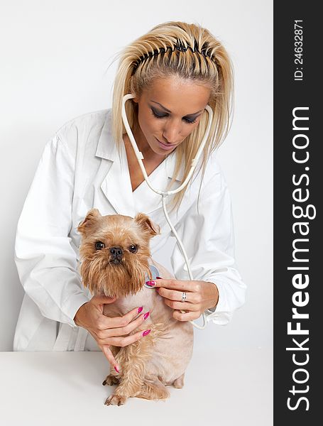 Veterinarian inspects a little dog breed Griffon Bruxellois. Veterinarian inspects a little dog breed Griffon Bruxellois