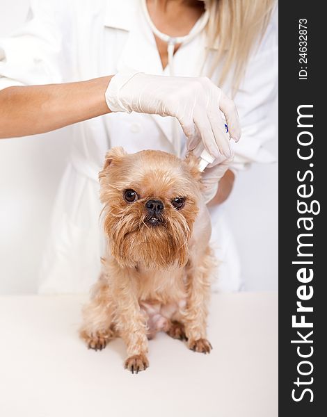 Veterinarian inspects a little dog breed Griffon Bruxellois. Veterinarian inspects a little dog breed Griffon Bruxellois