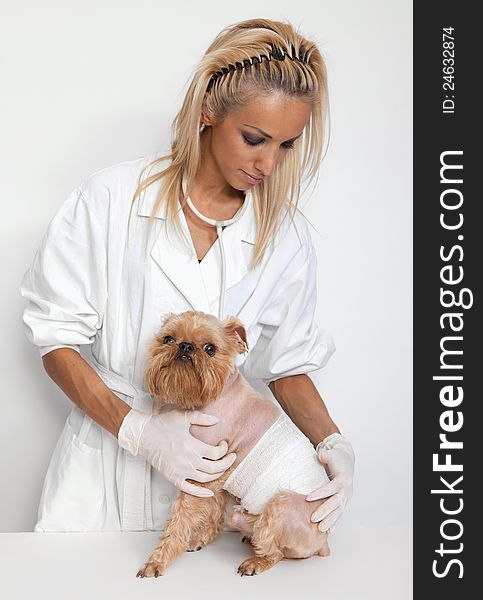 Veterinarian inspects a little dog breed Griffon Bruxellois. Veterinarian inspects a little dog breed Griffon Bruxellois