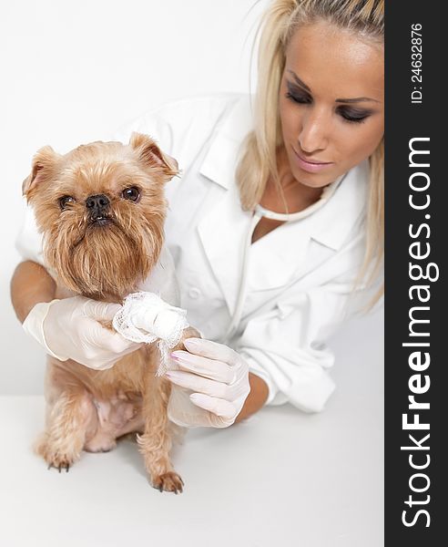 Veterinarian inspects a little dog breed Griffon Bruxellois. Veterinarian inspects a little dog breed Griffon Bruxellois