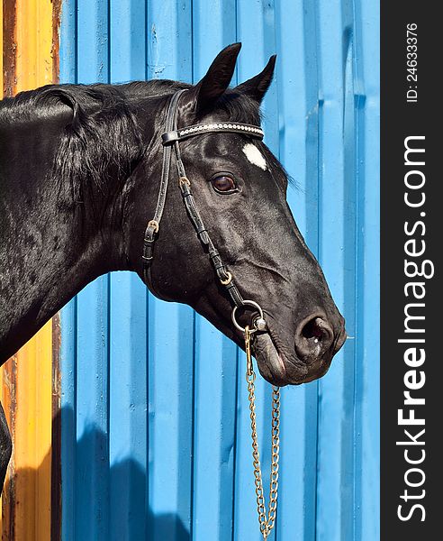 Portrait Of Beautiful Black Horse