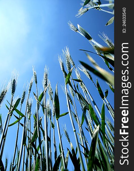 Wheat on blue sky, backlight