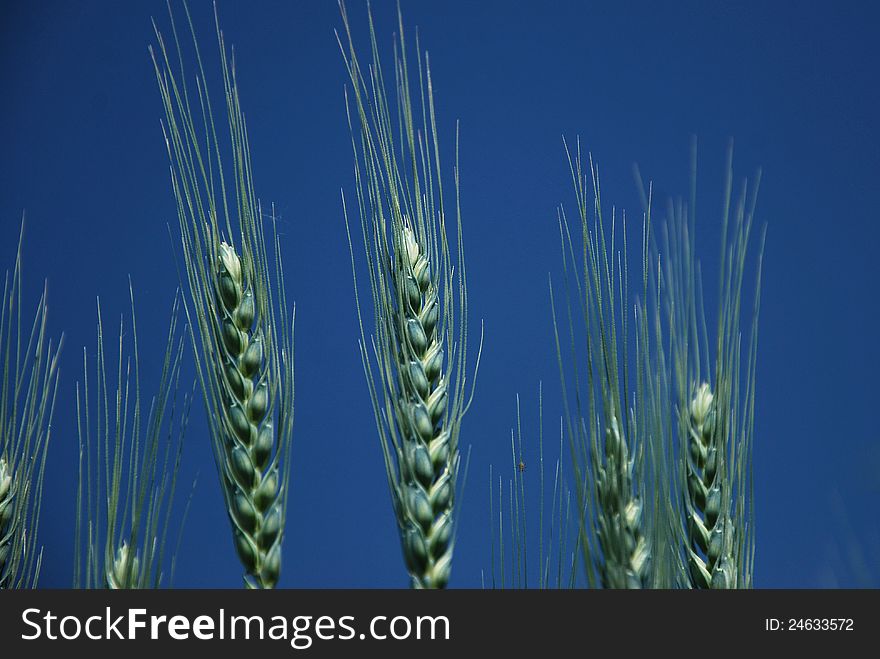 wheat particular, on blue sky