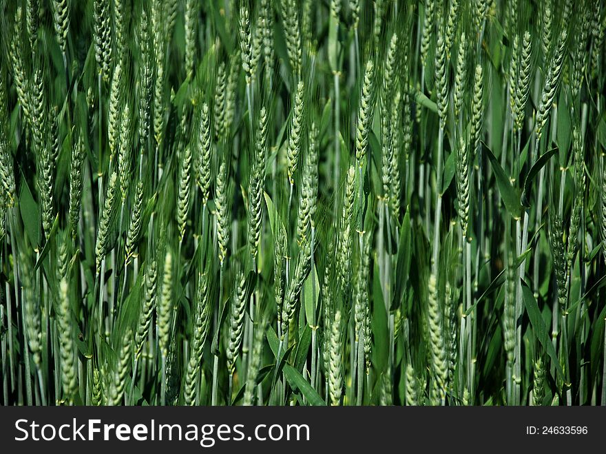 Field Wheat