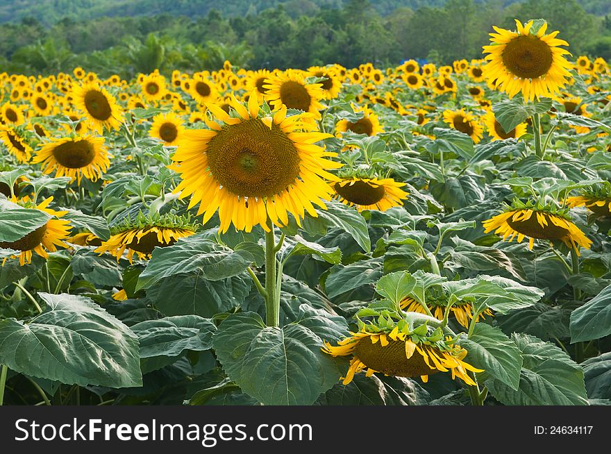 Sunflower Field in time Sunrise