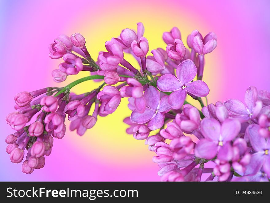 Close-up of lilac on colourful background