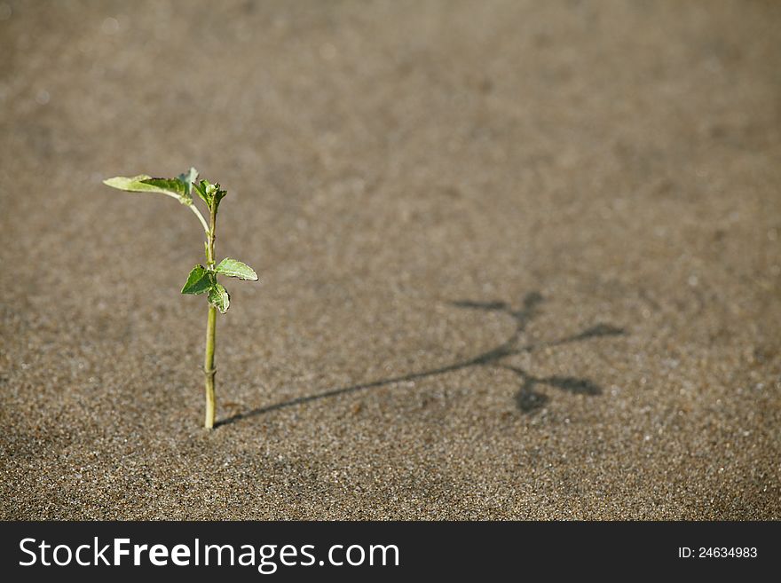 Plant growing in the sand adapted to the hot climate. Plant growing in the sand adapted to the hot climate